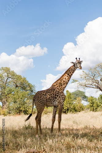 Giraffe in Tansania