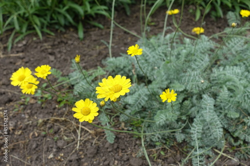 Buds and yellow flowers of Cota tinctoria Kelwayi in June