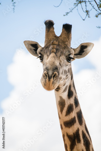 Fototapeta Naklejka Na Ścianę i Meble -  Giraffe in Tansania