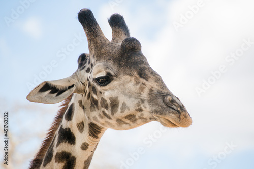 Giraffe in Tansania © Daniela