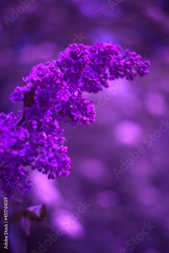 Flowers with bokeh and blur effect