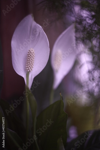 Flowers with bokeh and blur effect