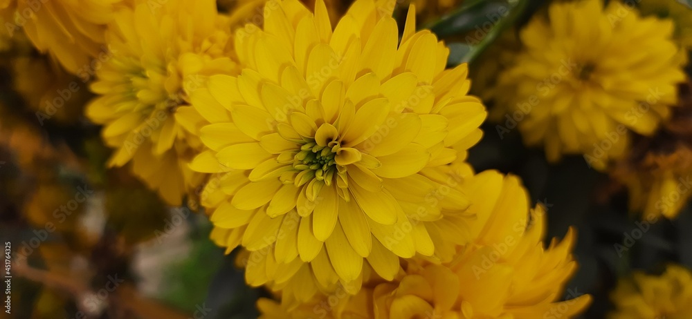 yellow chrysanthemum flower yellow chrysanthemum flower