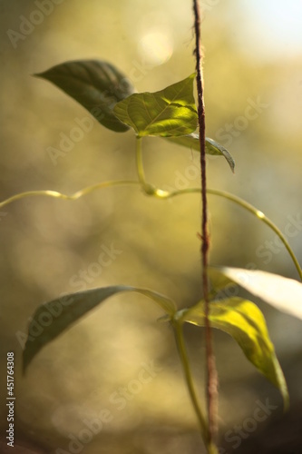 Leaves of a photo with a blur effect
