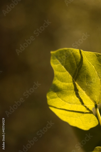 Leaves of a photo with a blur effect