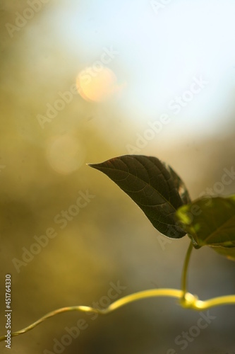 Leaves of a photo with a blur effect