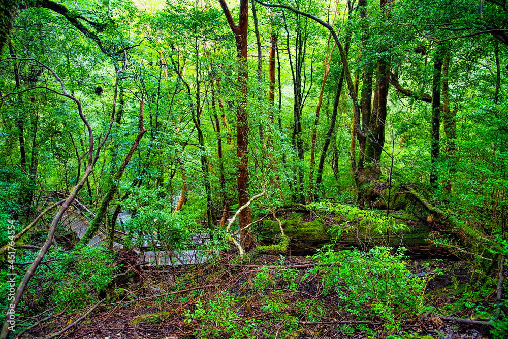 Obraz premium View of Cedar trees in Yakushima island forest, Kagoshima Prefecture, Japan
