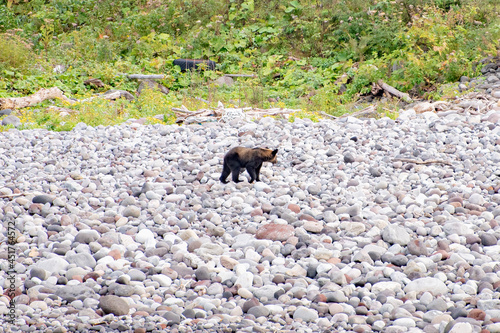 A bear watching cruise trip in Shiretoko taken from a small boat view.