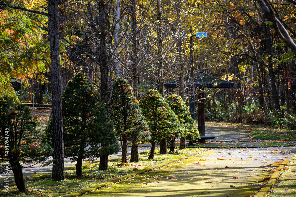 Naklejka premium 晩秋の公園