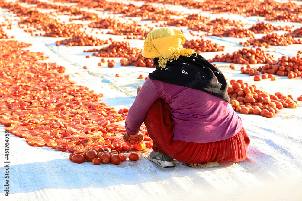 Obraz premium Yenikent - Izmir - Turkey 12 August 2021Lower Kırıklar Village, preparation for winter Tomato drying processes.