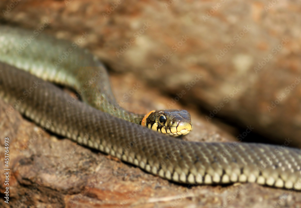 Wild Snakes on a Wooden Background, Forest Life, Closeup Snake Head, Animal Closeup. Wild Snakes on a Wooden Background, Forest Life, Closeup Snake Head, Animal Closeup.
