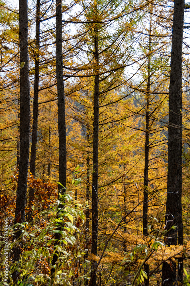 Obraz premium 黄葉のカラマツ林 