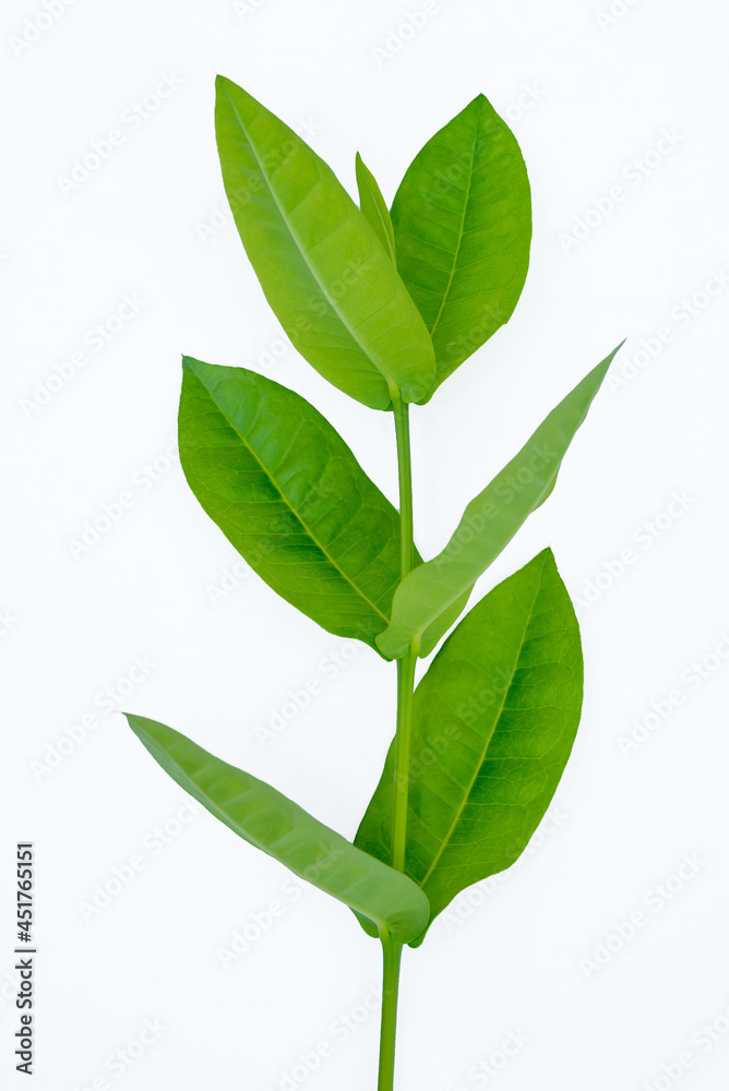 Obraz premium many green leaves on a white background
