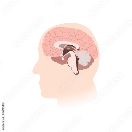 Inner view of brain, illustration