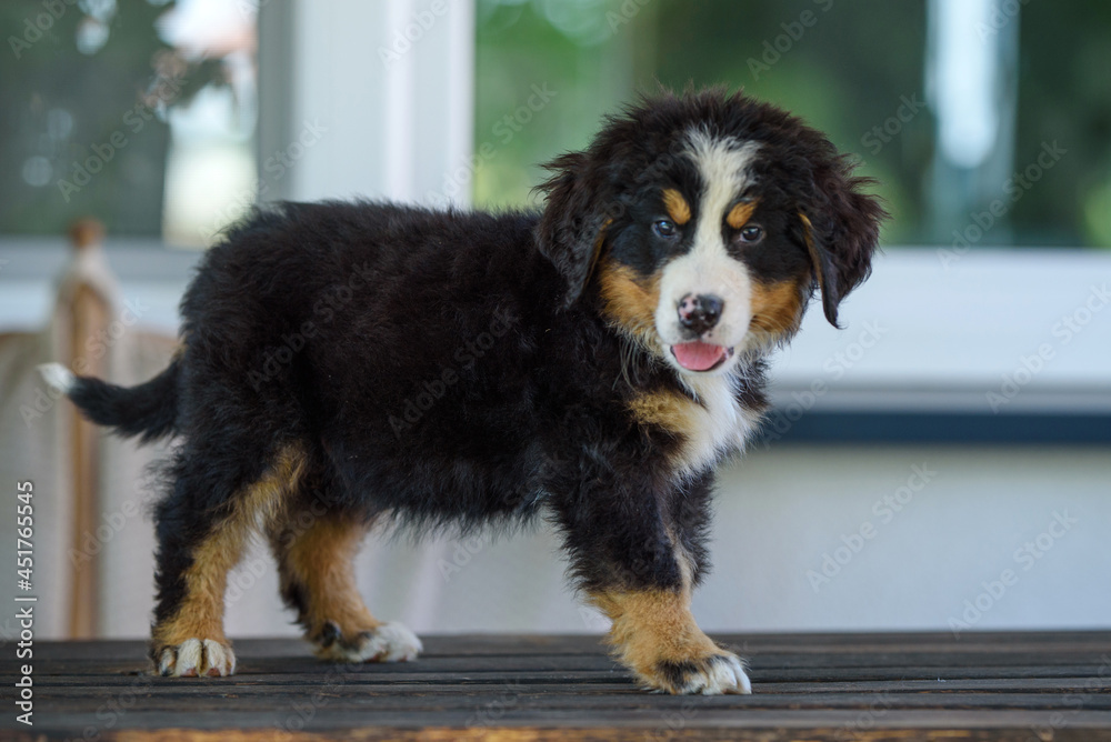 Puppies of Bernese Mountain Dogs on the meadow