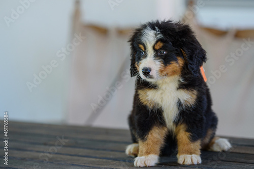 Quadro su tela Puppies of Bernese Mountain Dogs on the meadow