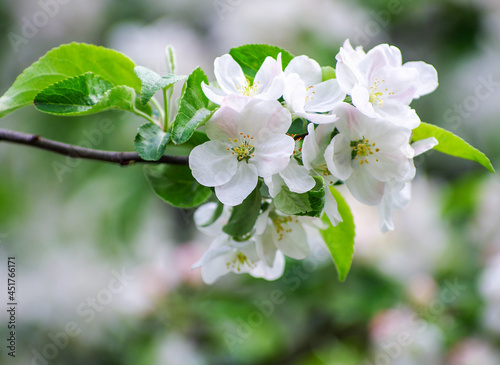 branch of apple tree with flowers on a background of flowering trees