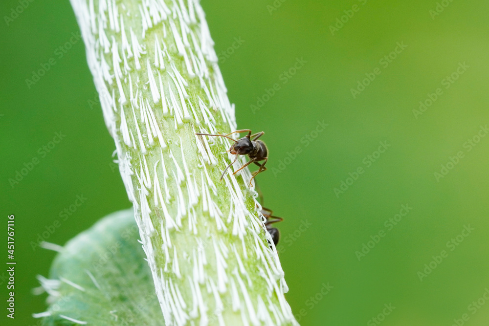 Ant on a poppy plant and green background. Insect in a detailed close-up. Formicidae