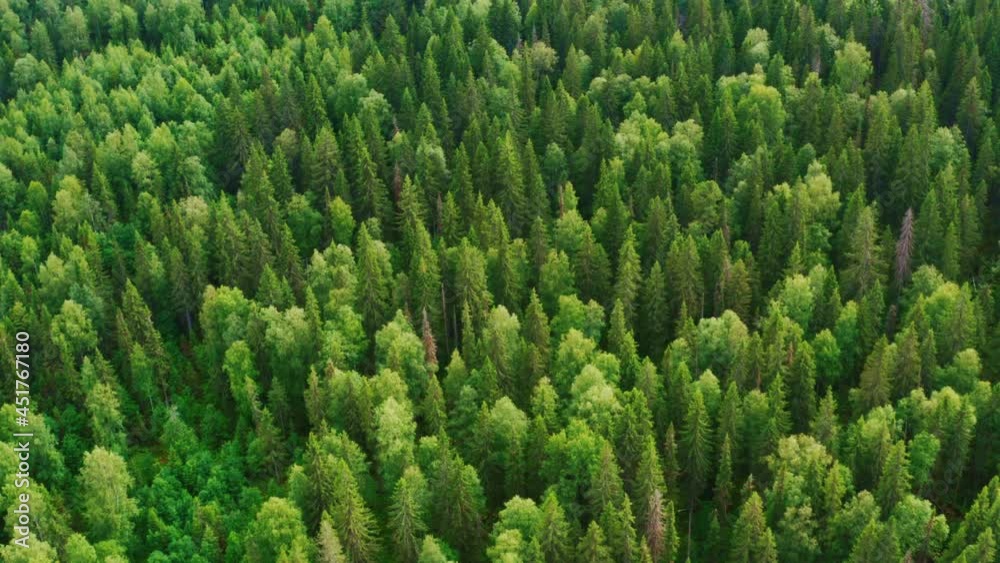 Dense beautiful mixed green forest in the summer. Aerial view Dense beautiful mixed green forest in the summer. Aerial view