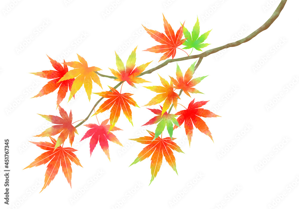 秋、一枝の色とりどりのもみじ