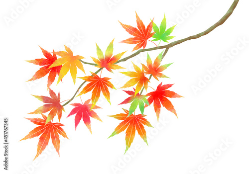 秋、一枝の色とりどりのもみじ