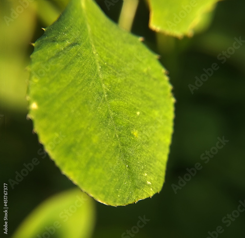 small leaf of a plant with close-up