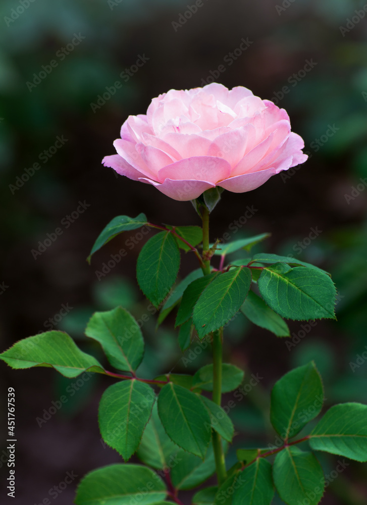 Fototapeta premium Pink roses on the bush, macro, rose garden