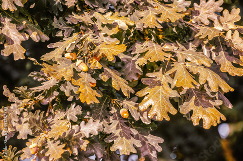 Yellow maple leaves on a twig in autumn