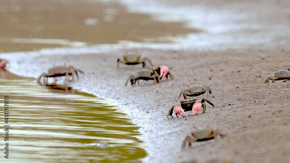 Neohelice Crabs Crawling On The Sandy Shore By The Water. static Neohelice Crabs Crawling On The Sandy Shore By The Water. static