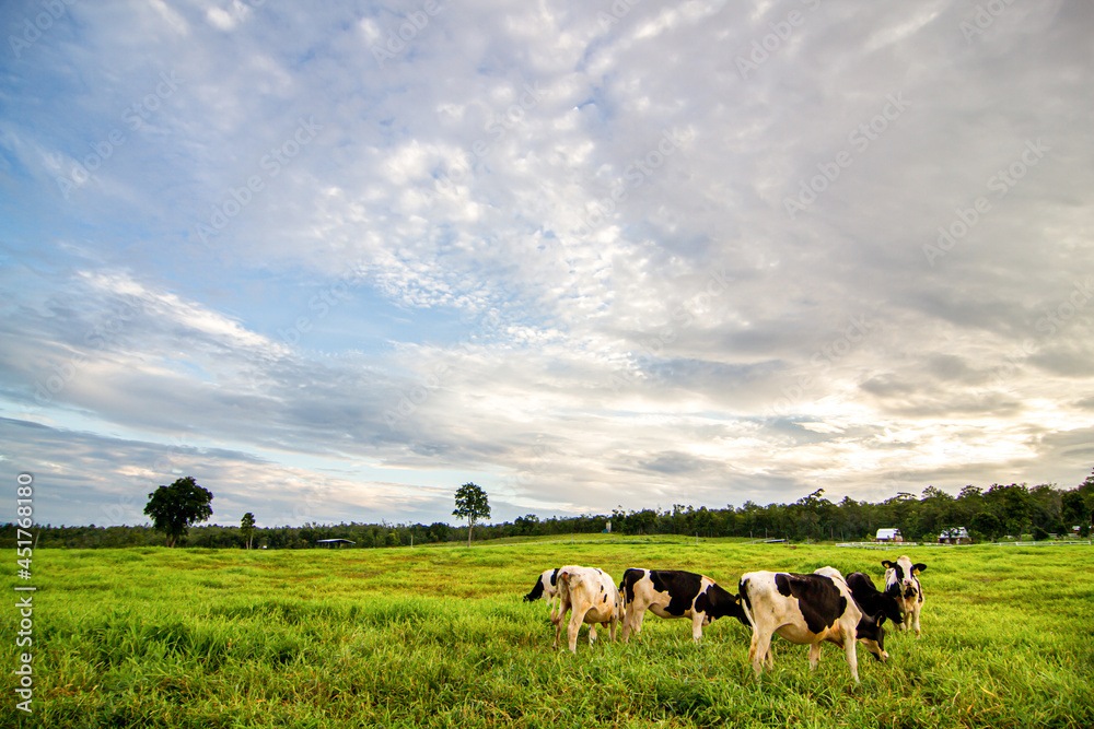 Cows grazing on a green summer meadow. Livestock Cows grazing on a green summer meadow. Livestock
