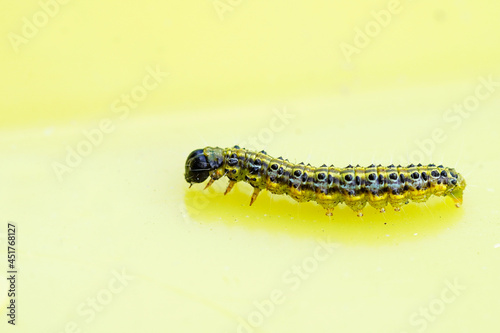 Boxwood moth caterpillar. Cydalima perspectalis. East Asian small butterfly.
