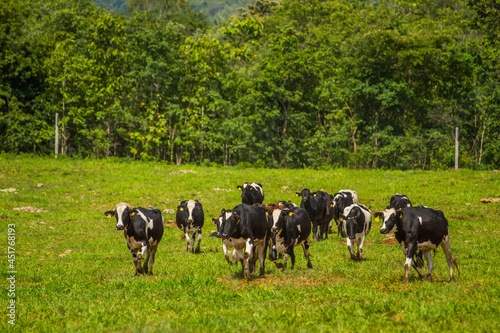 Cows grazing on a green summer meadow. Livestock © tarfullhd