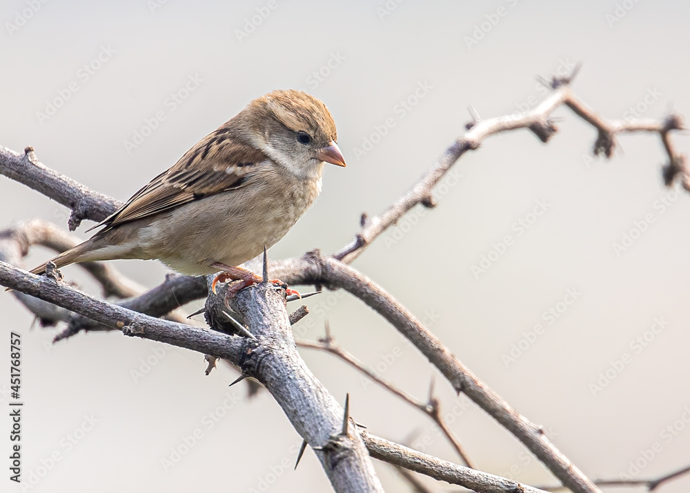 Sparrow Sitting at top of a Bush