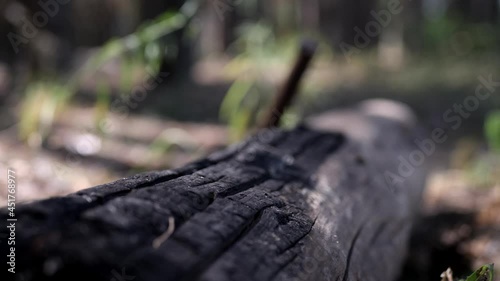 Wallpaper Mural A piece of a fallen tree trunk lying on the ground in a summer pine forest, close up. Torontodigital.ca