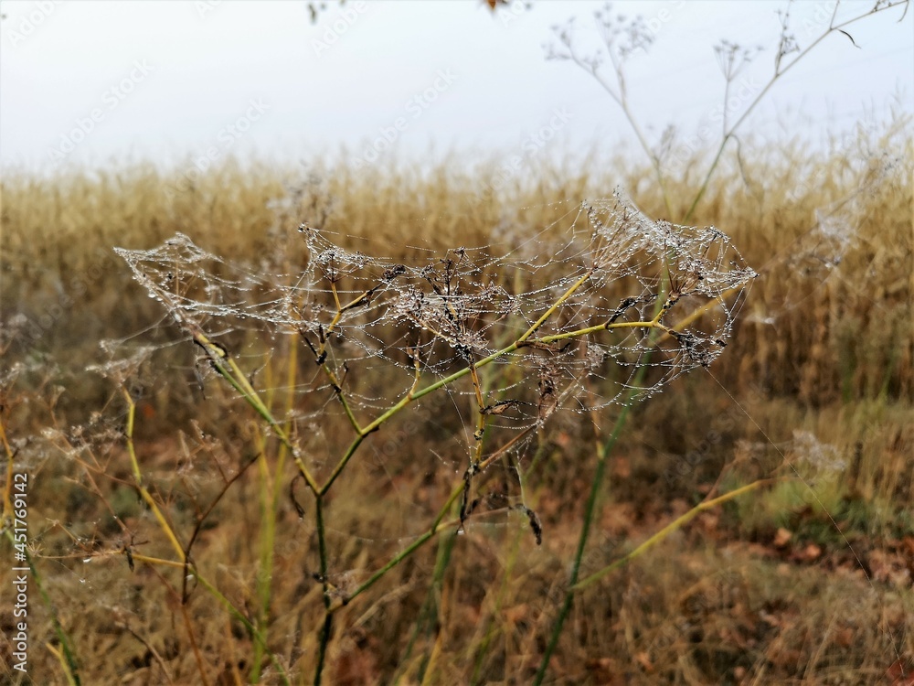 Obraz premium Camino de Santiago, Naturaleza