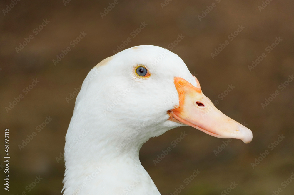 Portrait of a goose with white plumage and an orange beak. Bird in close-up. Portrait of a goose with white plumage and an orange beak. Bird in close-up.
