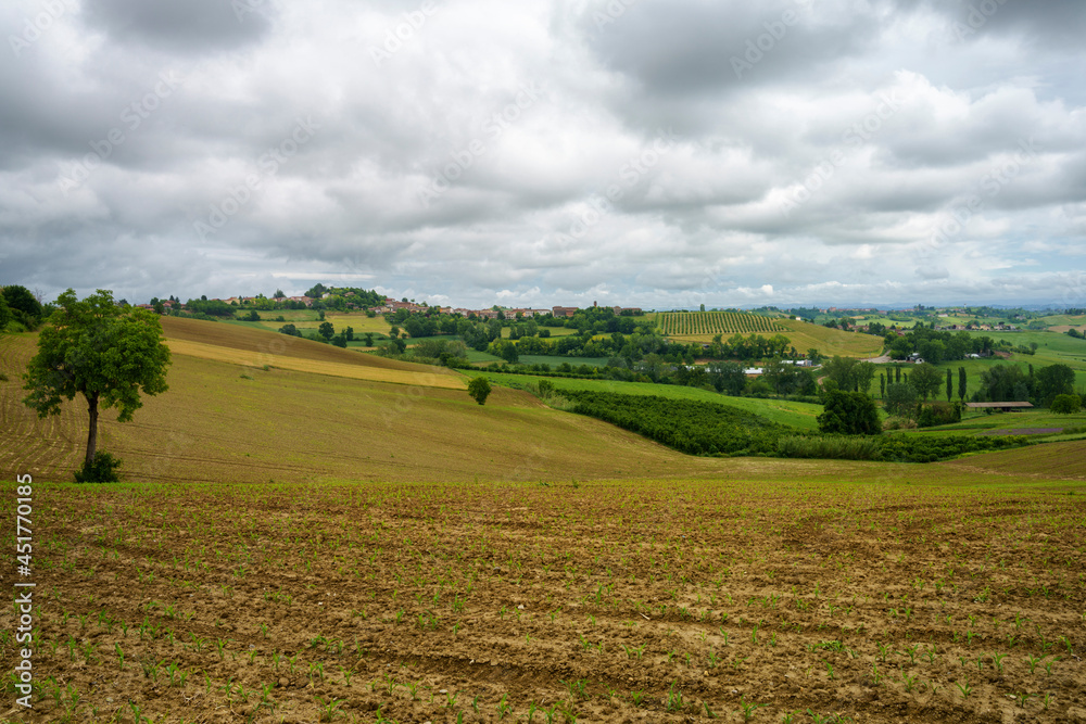 Vineyards of Monferrato near Calliano at springtime