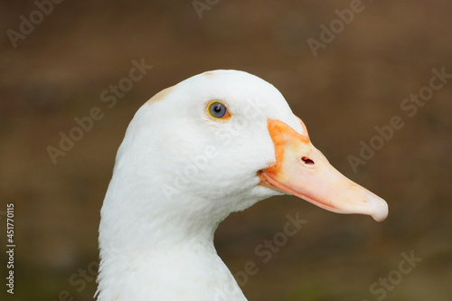 Portrait of a goose with white plumage and an orange beak. Bird in close-up.