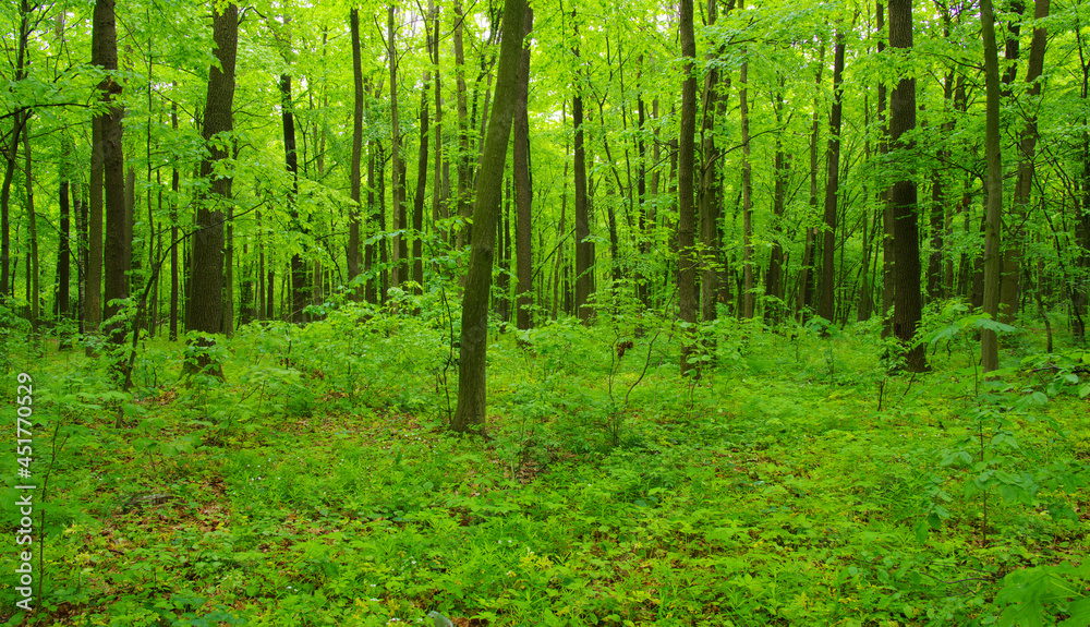 Obraz premium Forest trees in spring