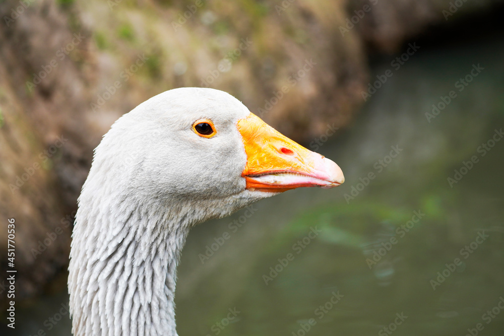 Side portrait of a gray goose with an orange beak. Bird in close-up. Side portrait of a gray goose with an orange beak. Bird in close-up.