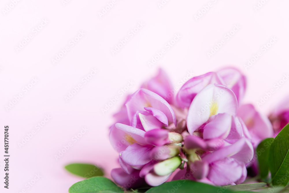Beautiful flowers. Branch with flowers and leaves of acacia on a pink background. Beautiful flowers. Branch with flowers and leaves of acacia on a pink background.