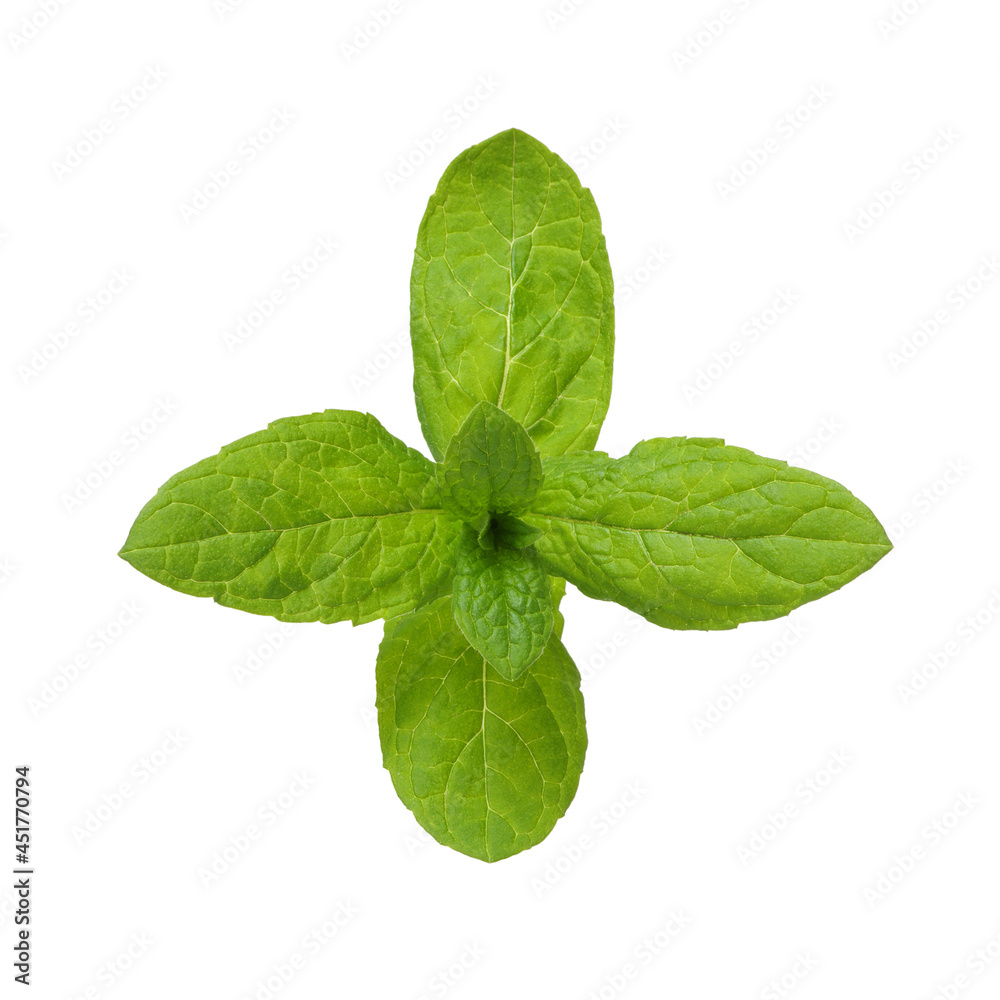 mint leaves isolated on white mint leaves isolated on white