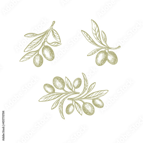 Olive set. Vector texture plant, farm fruit, leaf