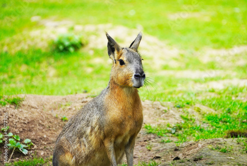 Quadro su tela Portrait of the Patagonian Mara
