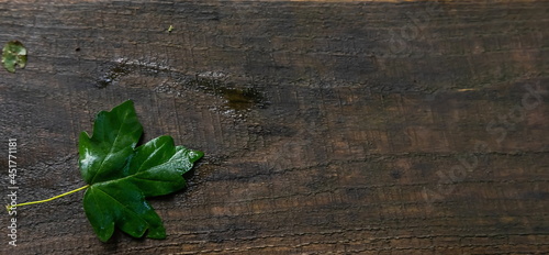 green leaf on a background of wet wooden boards. texture