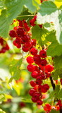 Branch with red currant berries on berry bush in garden. Summer season fruits on sunlight