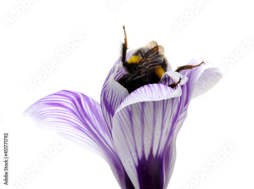 Obraz na płótnie A macro shot of a bumblebee on flower