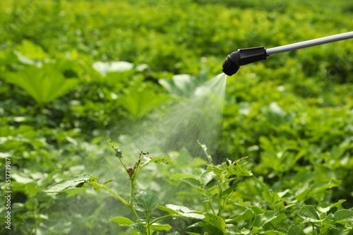 Spraying pesticide onto plant with colorado potato beetle larvae outdoors