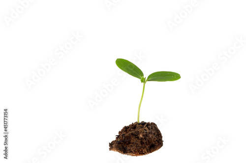 Young plants sprouting from the soil on a white background.