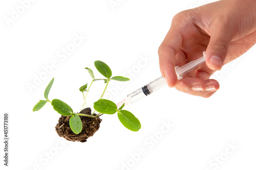 Holding a syringe, injected into the soil where small plants grew. tree care ideas